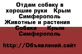 Отдам собаку в хорошие руки - Крым, Симферополь Животные и растения » Собаки   . Крым,Симферополь